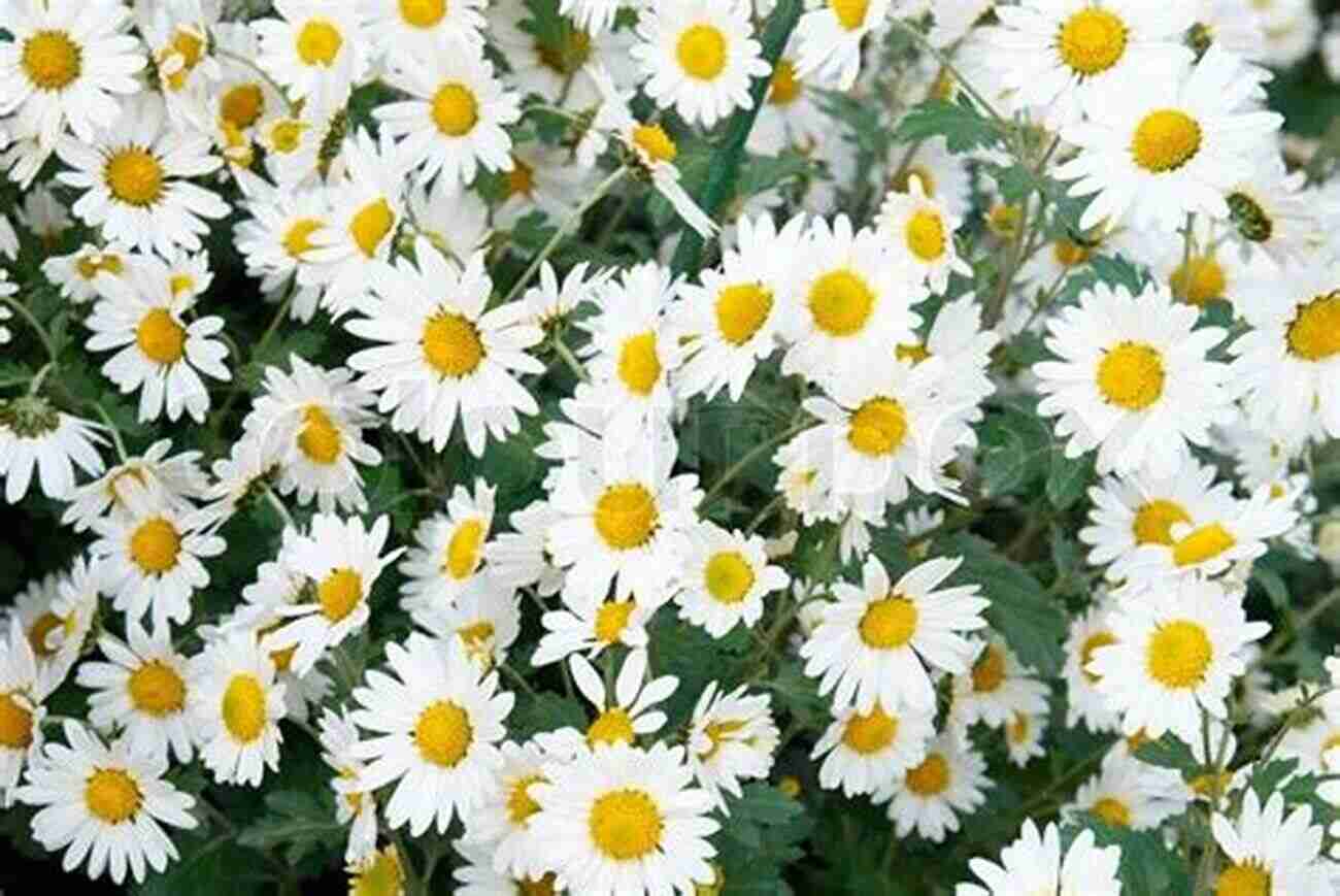 A Field Of White Chrysanthemum Virgil White Chrysanthemum Virgil