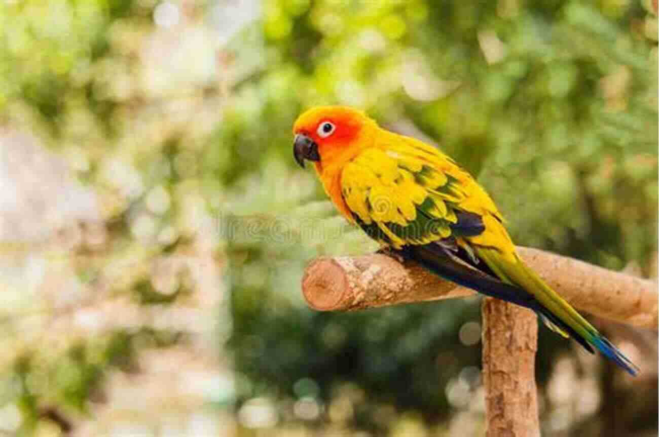 A Beautiful Green Conure Perched On A Branch Conures: Your Essential Guide To Pet Care For A Healthy And Happy Conure