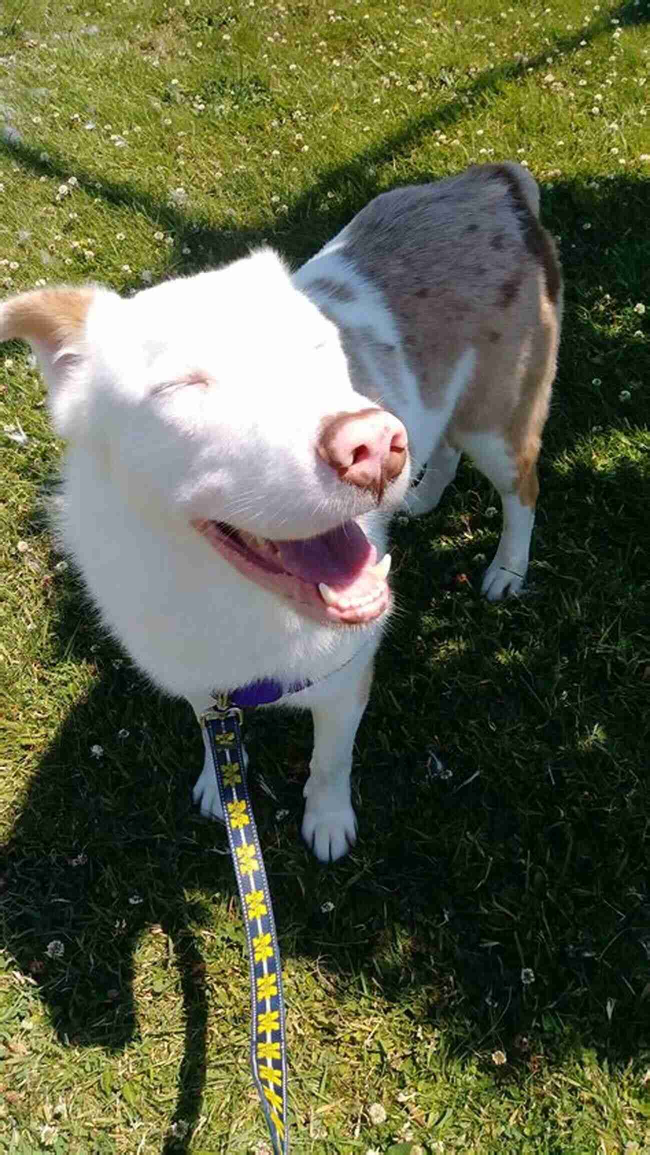 A Blind And Deaf Dog Enjoying A Sunny Day In The Park Through A Dark Silence: Loving And Living With Your Blind And Deaf Dog