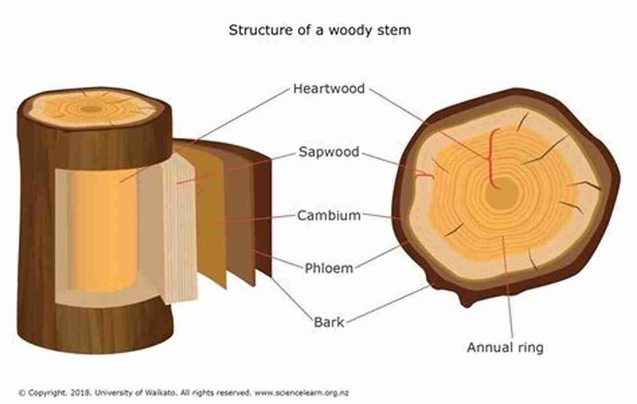 A Collection Of Different Woody Plant Stem Examples In The Atlas. Atlas Of Woody Plant Stems: Evolution Structure And Environmental Modifications