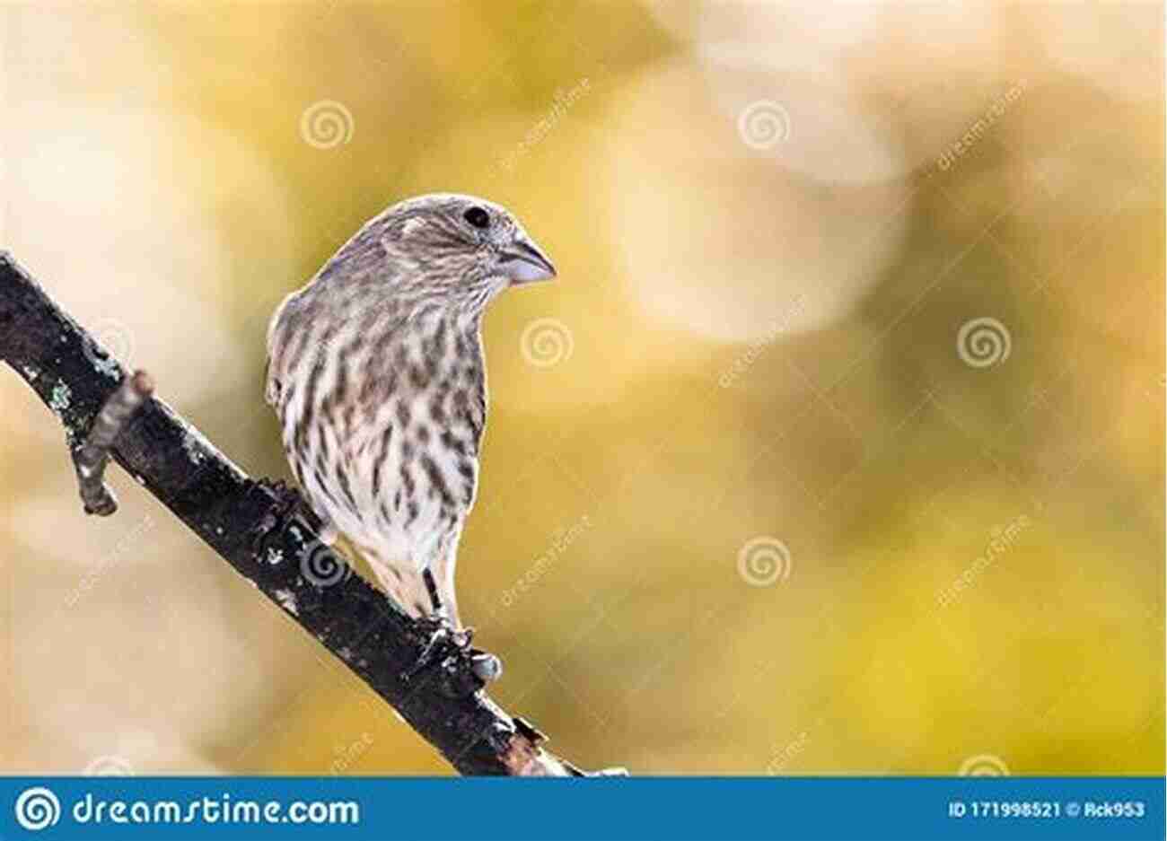 A Colorful Finch Perched On A Branch Finches For Dummies Nikki Moustaki