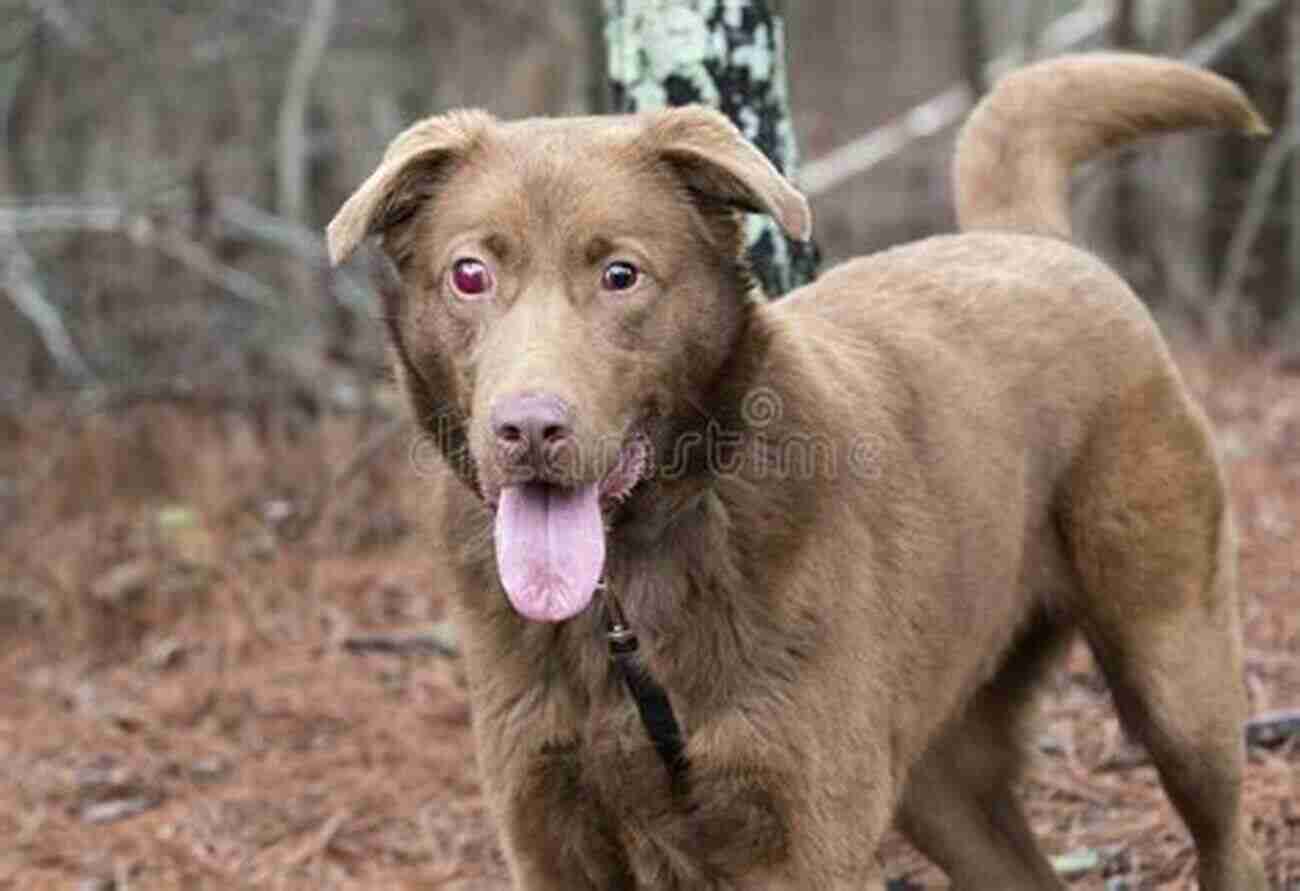 A Delightful Chocolate Labrador Wagging Its Tail, Waiting For A Treat The Chocolate Lab (The Chocolate Lab #1)