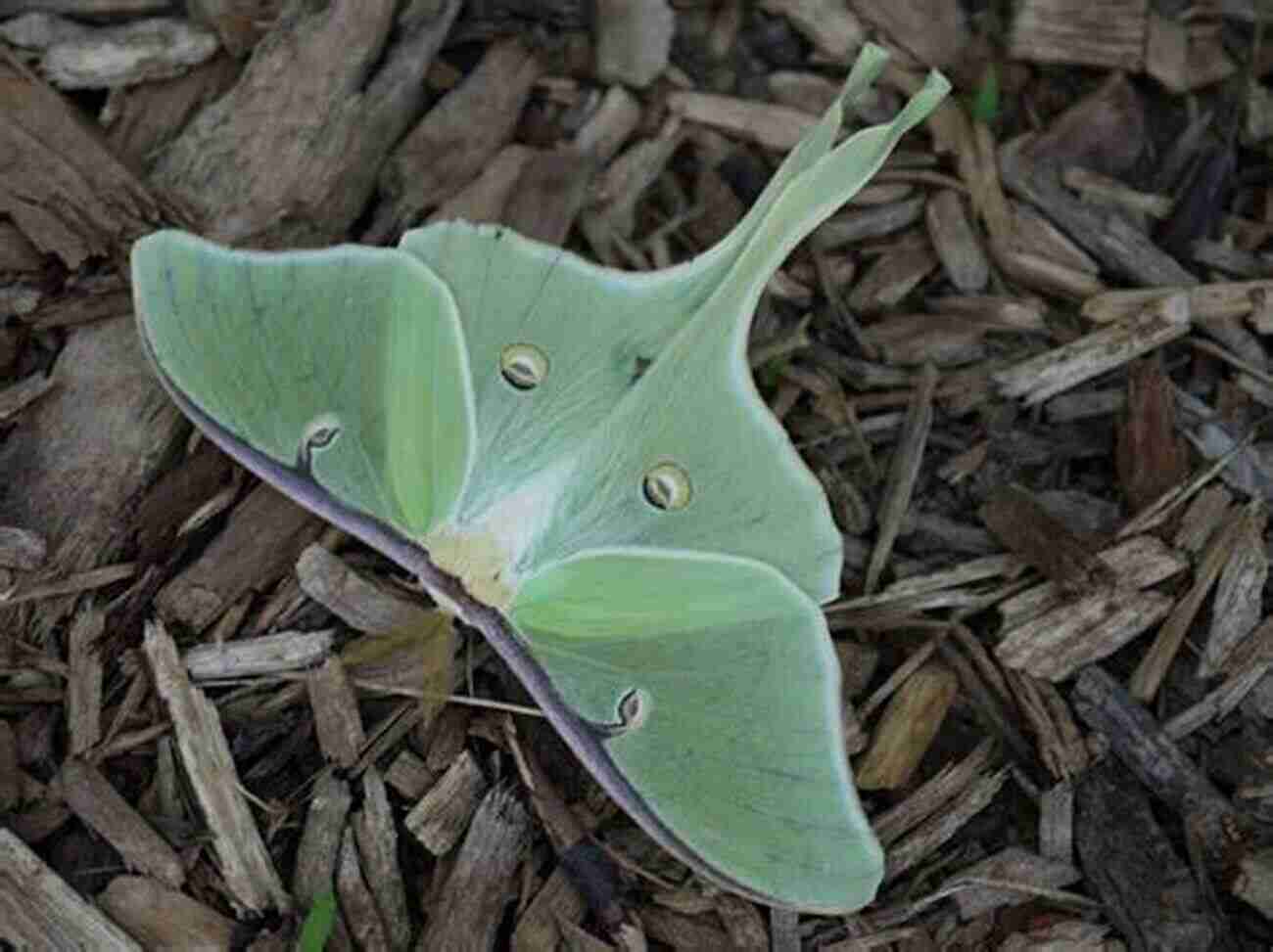 A Detailed Close Up Of A Moth's Delicate Wing Structure Much Ado About Mothing: A Year Intoxicated By Britain S Rare And Remarkable Moths