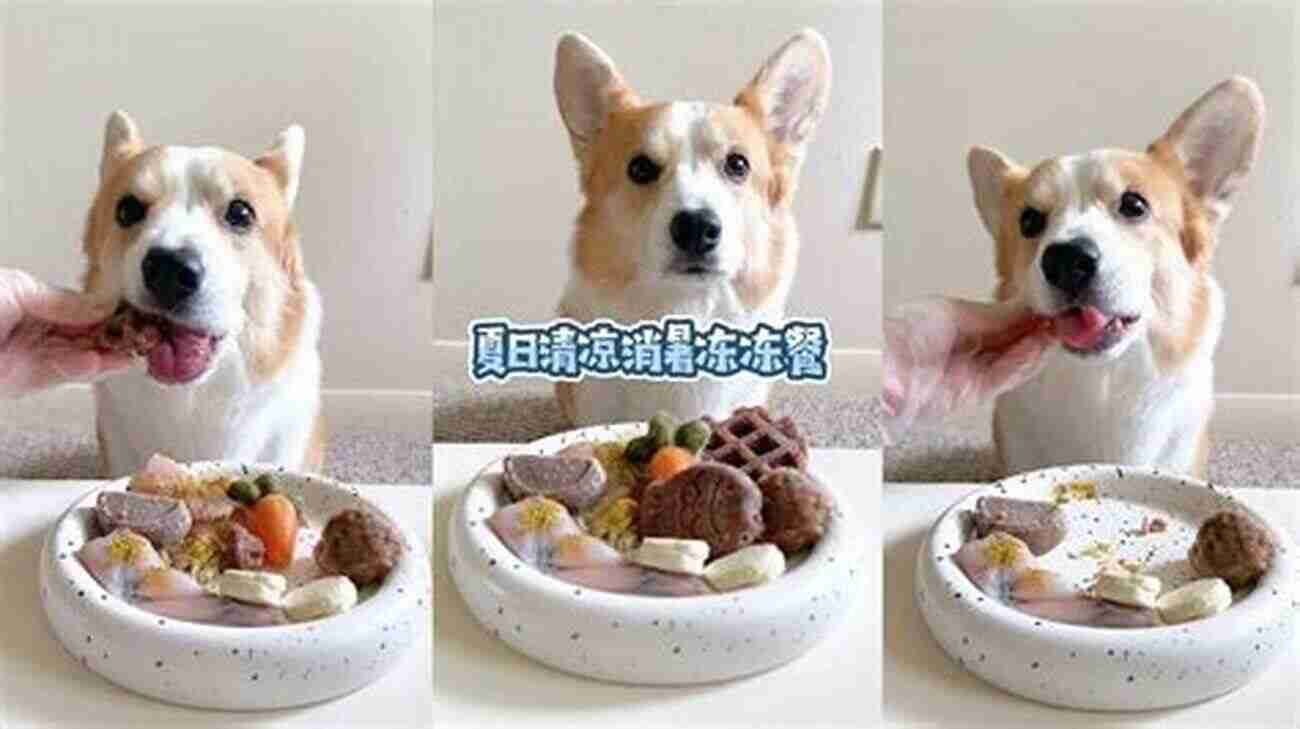 A Dog Happily Playing After A Raw Feeding Meal Raw Feeding 101: Beginner S Raw Feeding Guide