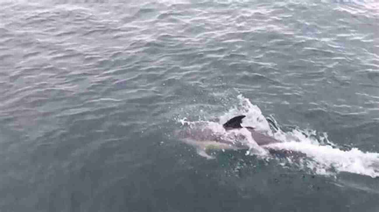 A Group Of Dolphins Swimming Alongside A Boat Things To Do On Your Gulf Shores Alabama Vacation