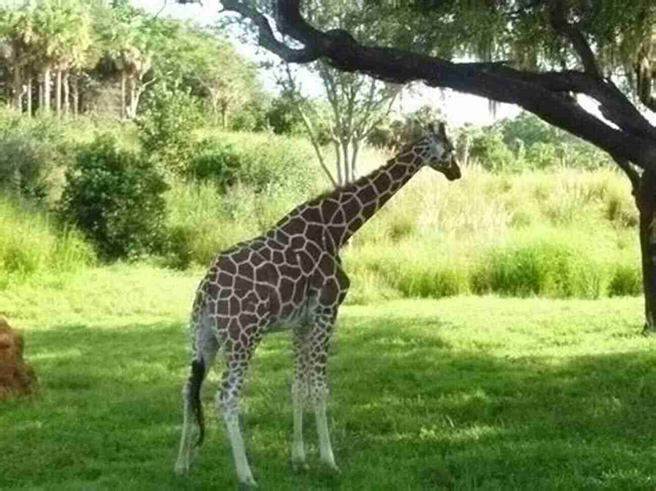 A Majestic Giraffe Standing Tall Against Parisian Landmarks: Eiffel Tower, Notre Dame, And Louvre Museum A Giraffe Goes To Paris