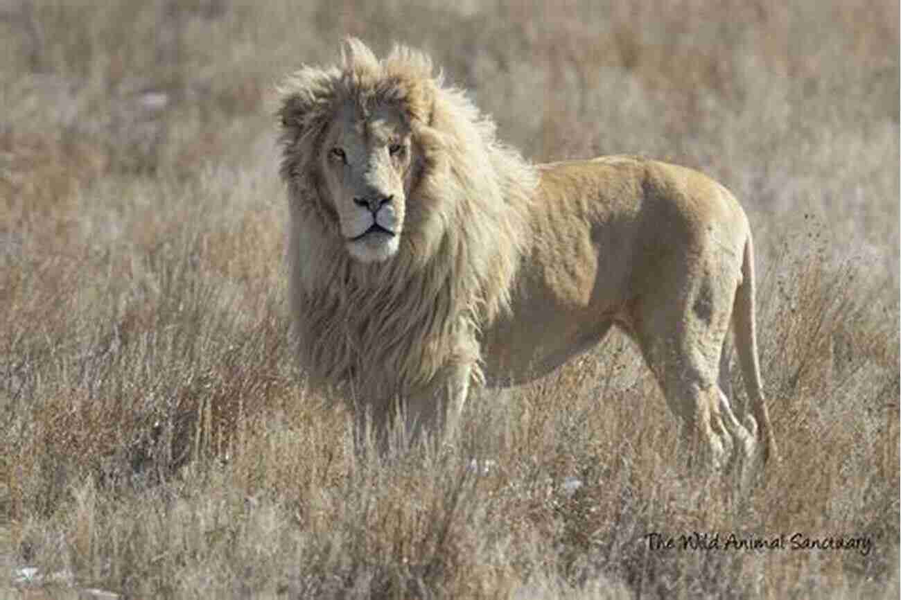 A Majestic Lion Roaming Freely In The African Savannah Safari: The Journey That Brought Me Home