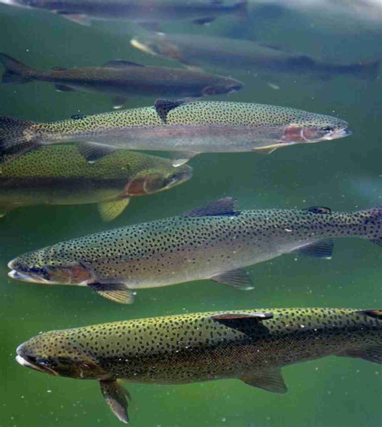 A Majestic Rainbow Trout Swimming Gracefully In Fisherman Lake Beneath The Surface: A Natural History Of A Fisherman S Lake