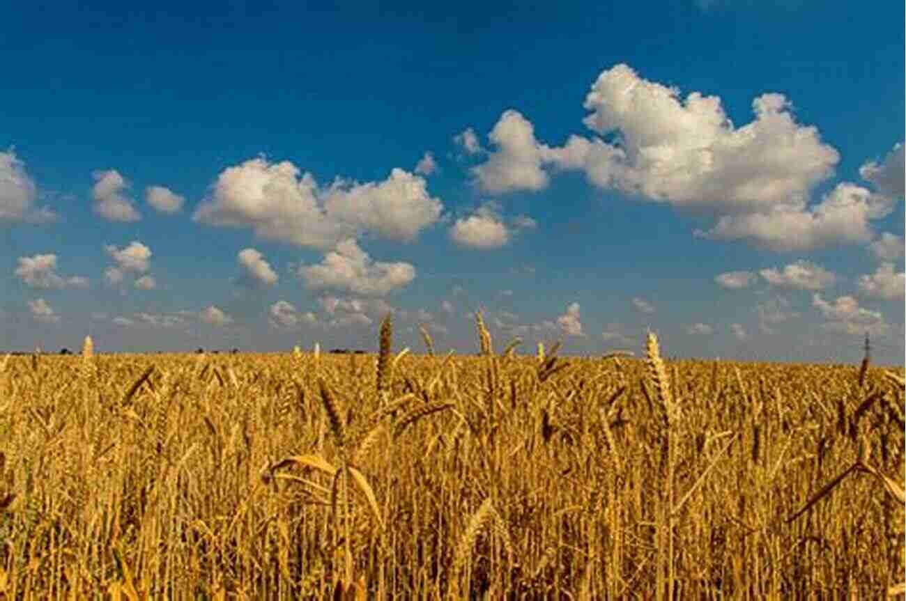 A Mesmerizing Wheat Field Stretching Towards The Horizon Ingrained: A Human Bio Geography Of Wheat