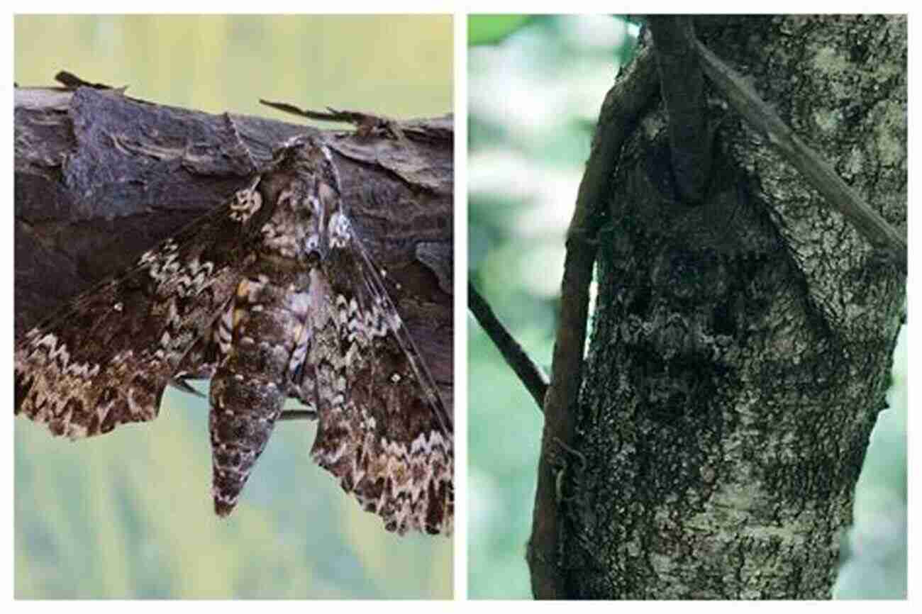 A Moth Blending Perfectly With Its Surroundings Much Ado About Mothing: A Year Intoxicated By Britain S Rare And Remarkable Moths