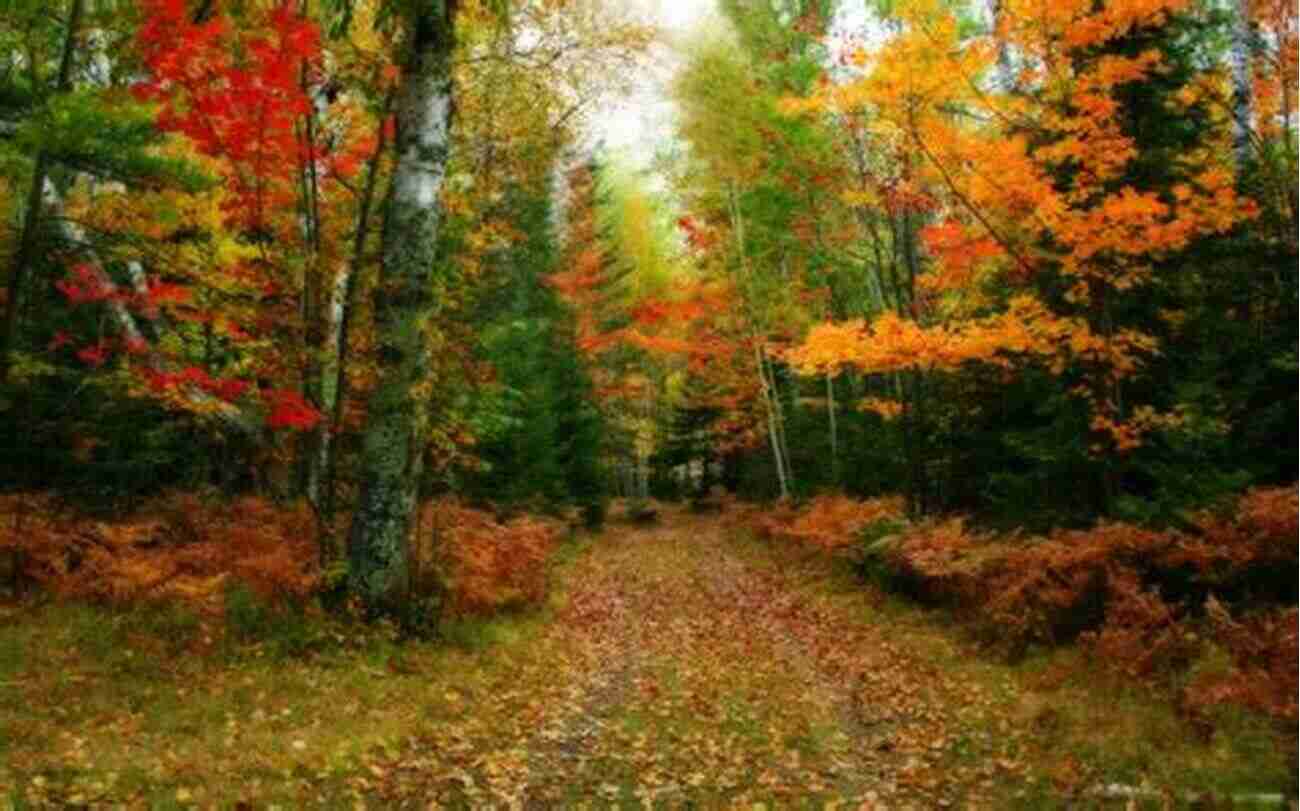 A Path Through A Colorful Autumn Forest Breath Of Joy: Ah Autumn