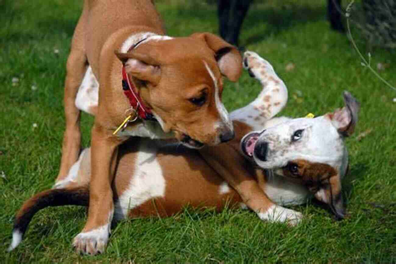 A Peaceful Alpha Dog Playing With His Puppy Enlightened Dog Training: Become The Peaceful Alpha Your Dog Needs And Respects