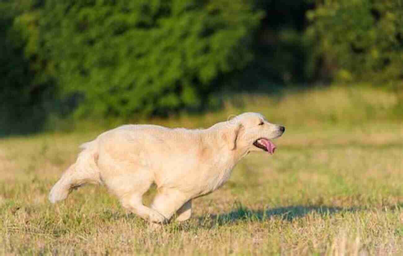 A Playful Golden Retriever Running In A Park The Complete Guide To Jack Russell Terriers: Selecting Preparing For Raising Training Feeding Exercising Socializing And Loving Your New Jack Russell Terrier Puppy