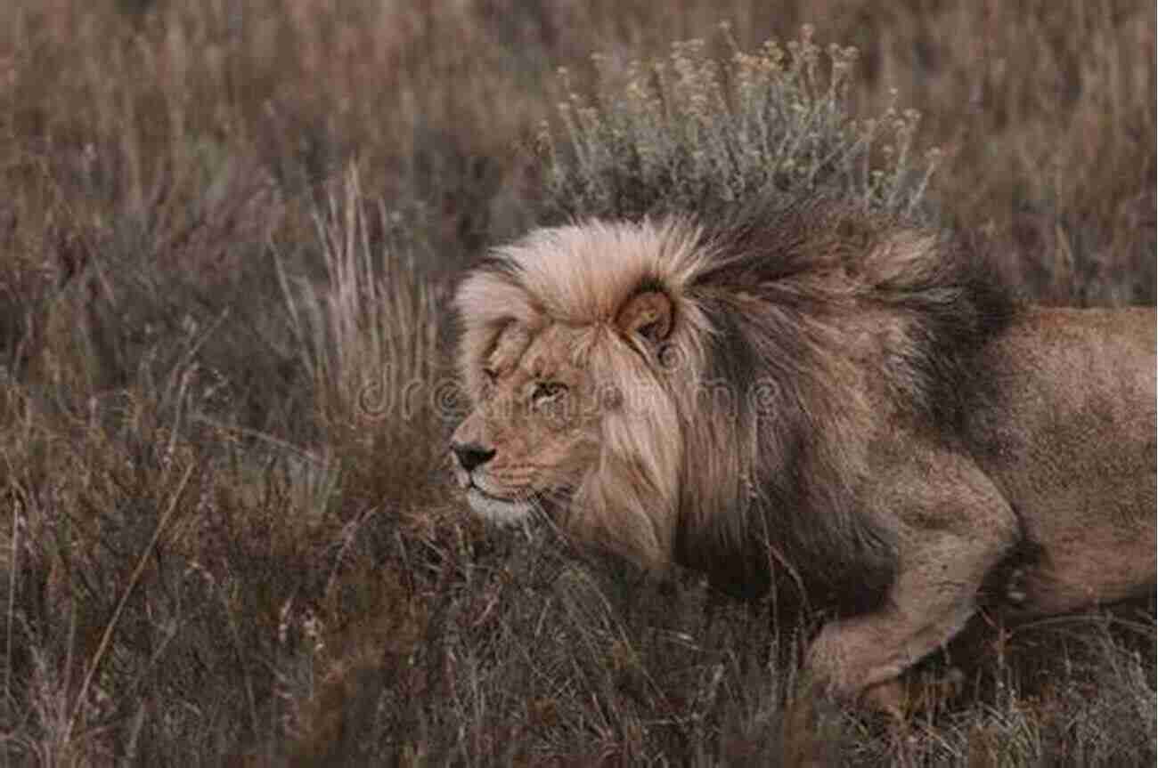 A Powerful Lion Prowling In The Wild Savannah Lions Of Big Cat Rescue: Meet Lions Joseph Cameron Nikita