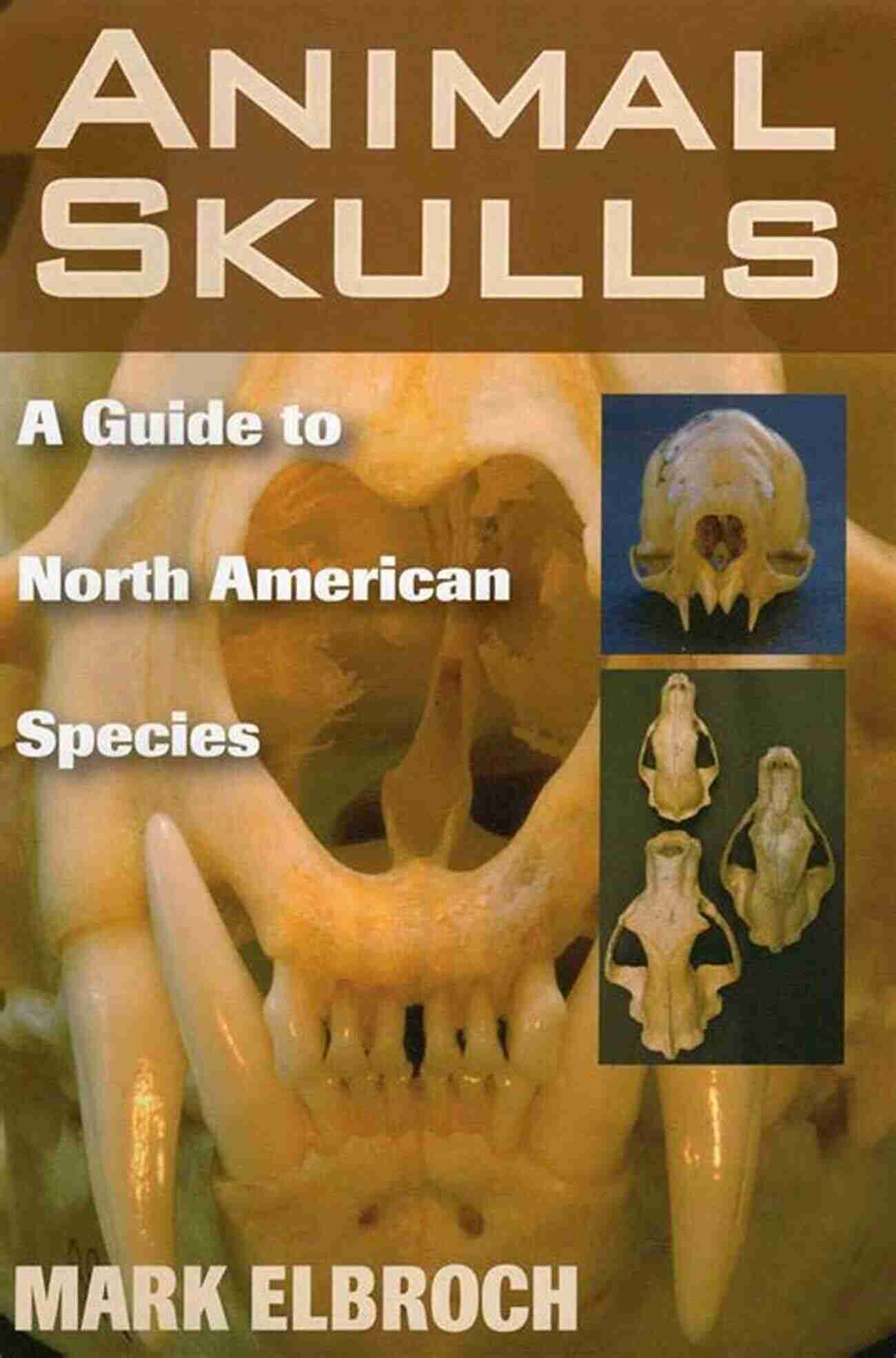 A Visually Stunning And Educational Guide Showcasing Various Animal Skulls Found In North America Animal Skulls: A Guide To North American Species