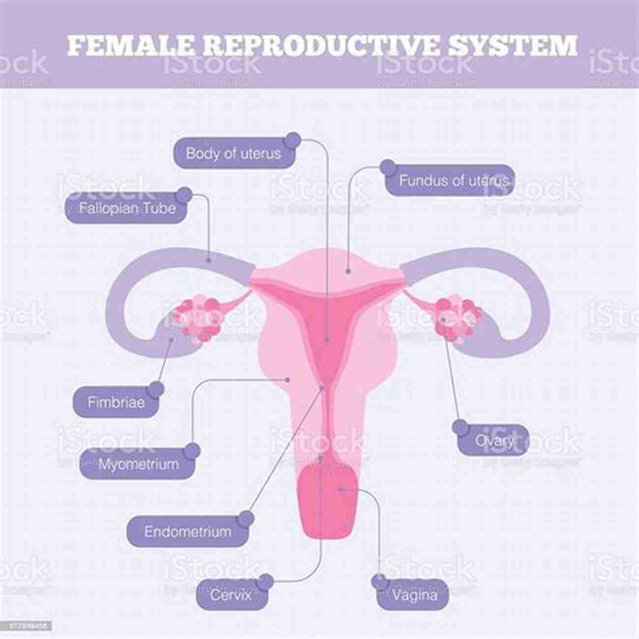 Abstract Image Of A Human Body With Highlighted Female Reproductive Organs. Gynecological Oncology: Basic Principles And Clinical Practice