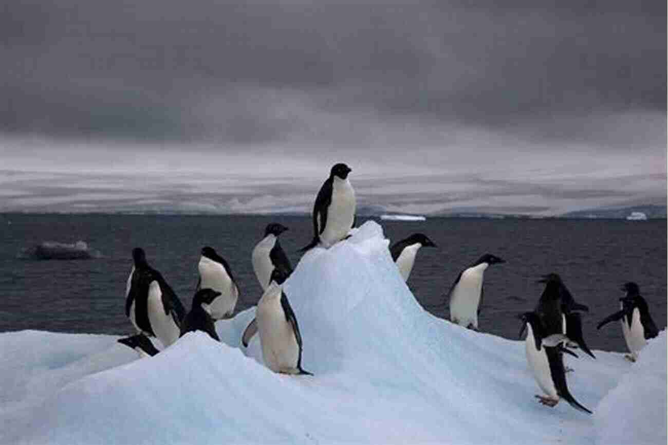 Adélie Penguin Moulting On An Iceberg The Biology Of Moult In Birds