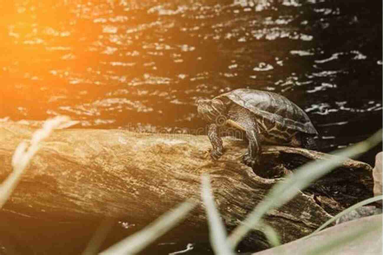 Adorable Turtles Basking On A Log Under The Warm Sunlight Near The Edge Of A Pond. Wildlife In Lakes Ponds For Kids (Aquatic Marine Life) 2nd Grade Science Edition Vol 5