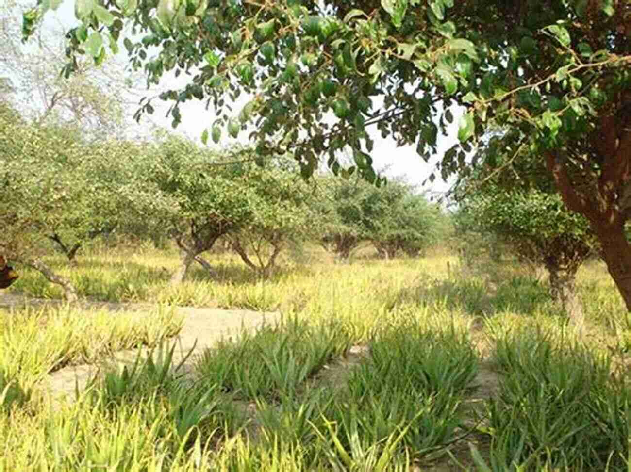 Agroforestry Systems For Arid And Semiarid Lands Advances In Food Producing Systems For Arid And Semiarid Lands Part A (International Symposium Of The Kuwait Foundation)