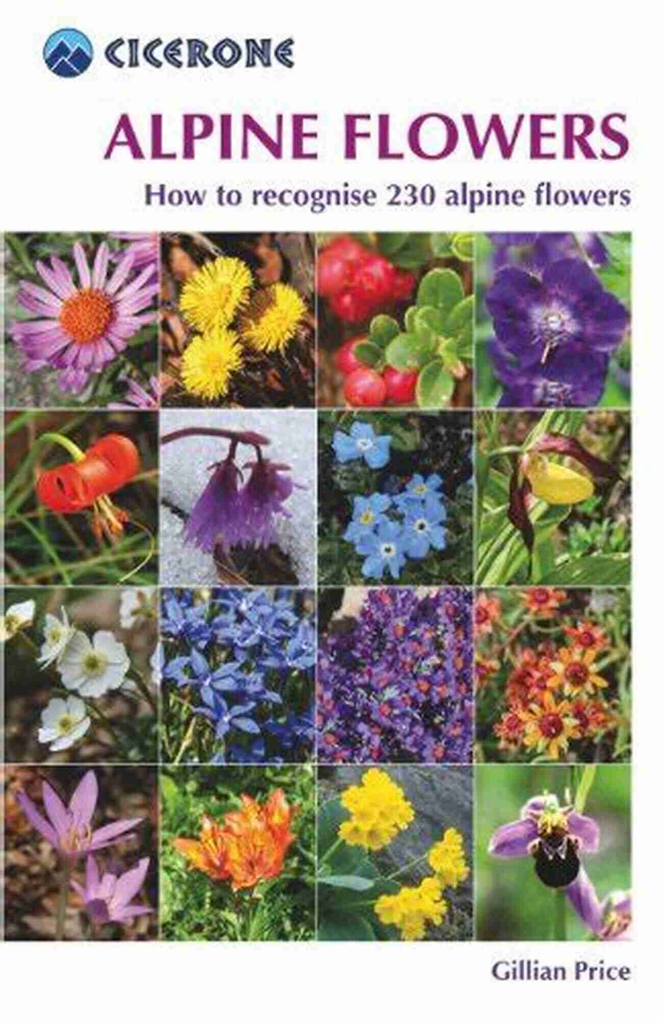 Alpine Flower Bouquet Alpine Flowers: How To Recognise 230 Alpine Flowers