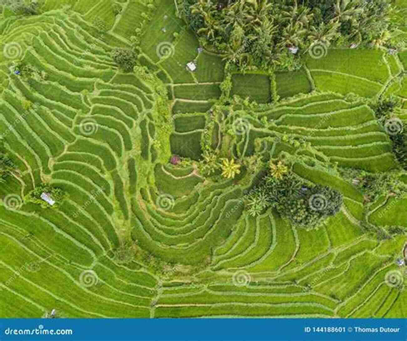 An Aerial View Of Lush Green Rice Terraces In Bali, Indonesia Spice And Magic: A Memoir Of Java And Bali