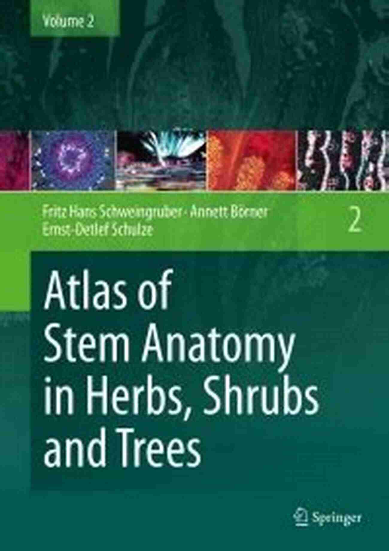 Atlas Cover Illustration Atlas Of Stem Anatomy In Herbs Shrubs And Trees: Volume 1