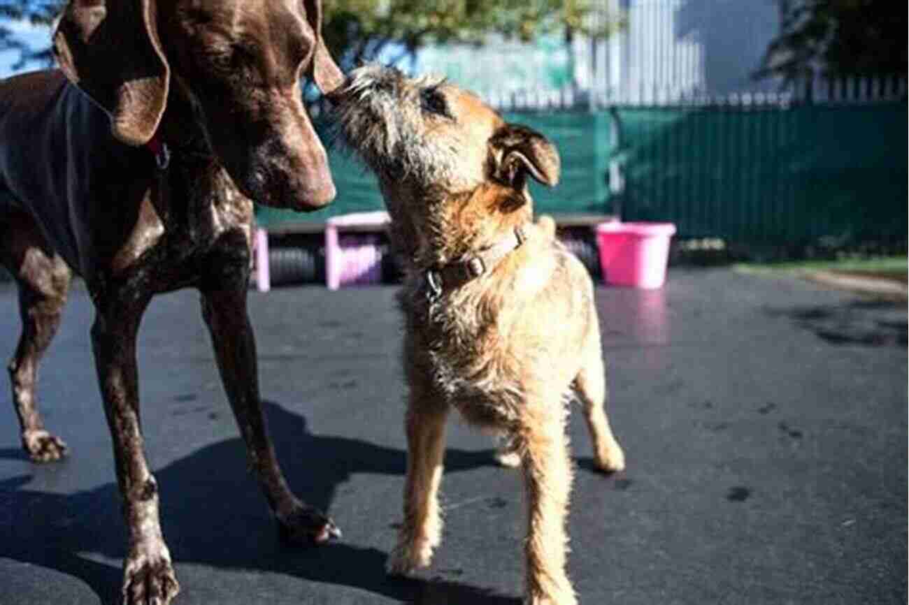 Bark In The Park Philadelphia A Joyful Dog Playing In A Vibrant Park Surrounded By Enthusiastic Dog Owners A Bark In The Park Philadelphia: The 20 Best Places To Hike With Your Dog (Hike With Your Dog Guidebooks)