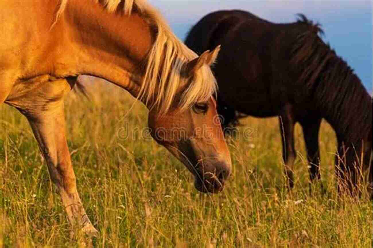 Beautiful Horse Grazing On Lush Green Grass HORSES WERE BORN TO BE ON GRASS How We Discovered The Simple But Undeniable Truth About Grass Sugar Equine Diet Lifestyle