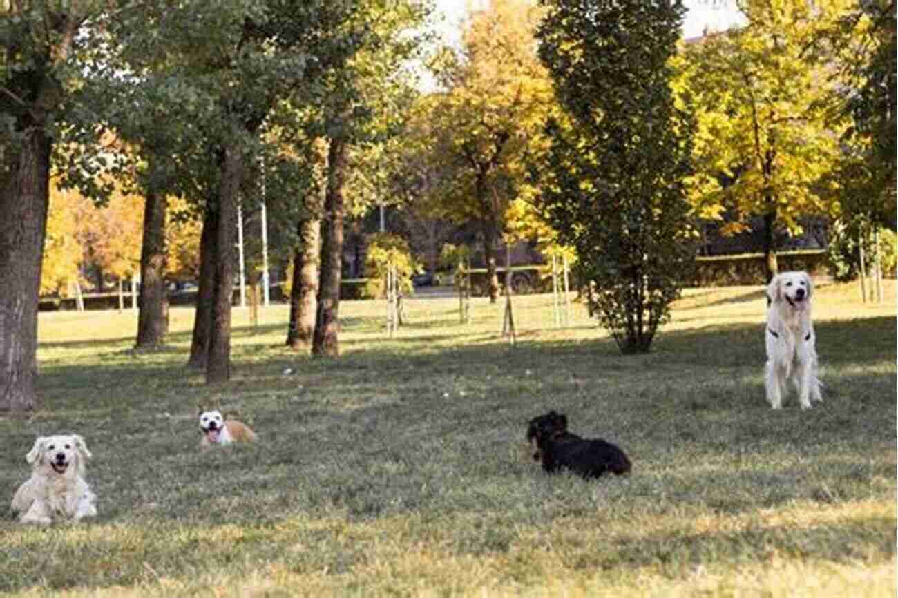 Bella, Now A Happy And Healthy Dog, Playing In A Park With Her New Family Saving Gracie: How One Dog Escaped The Shadowy World Of American Puppy Mills