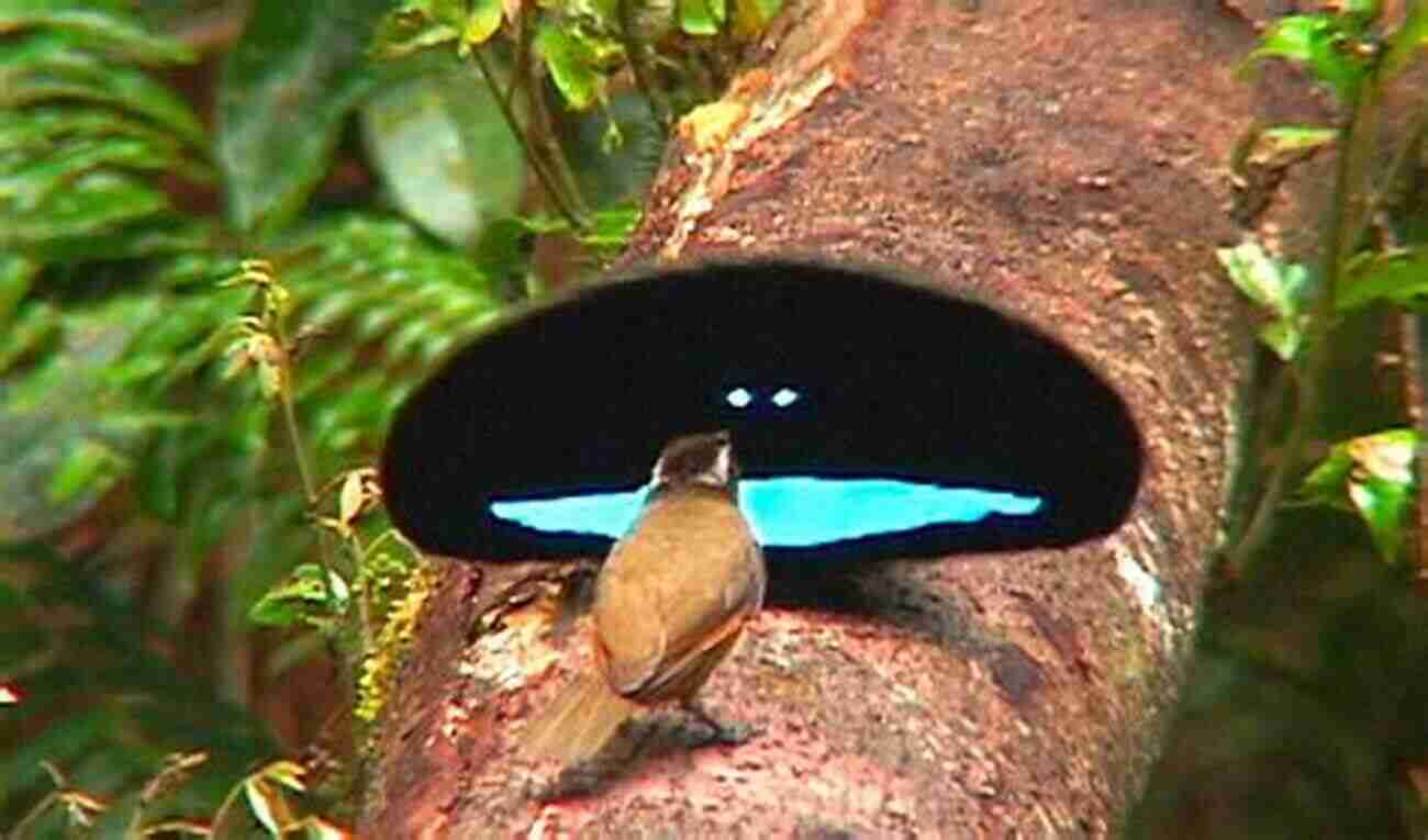 Bird Of Paradise Displaying Its Vibrant Plumage The Biology Of Moult In Birds