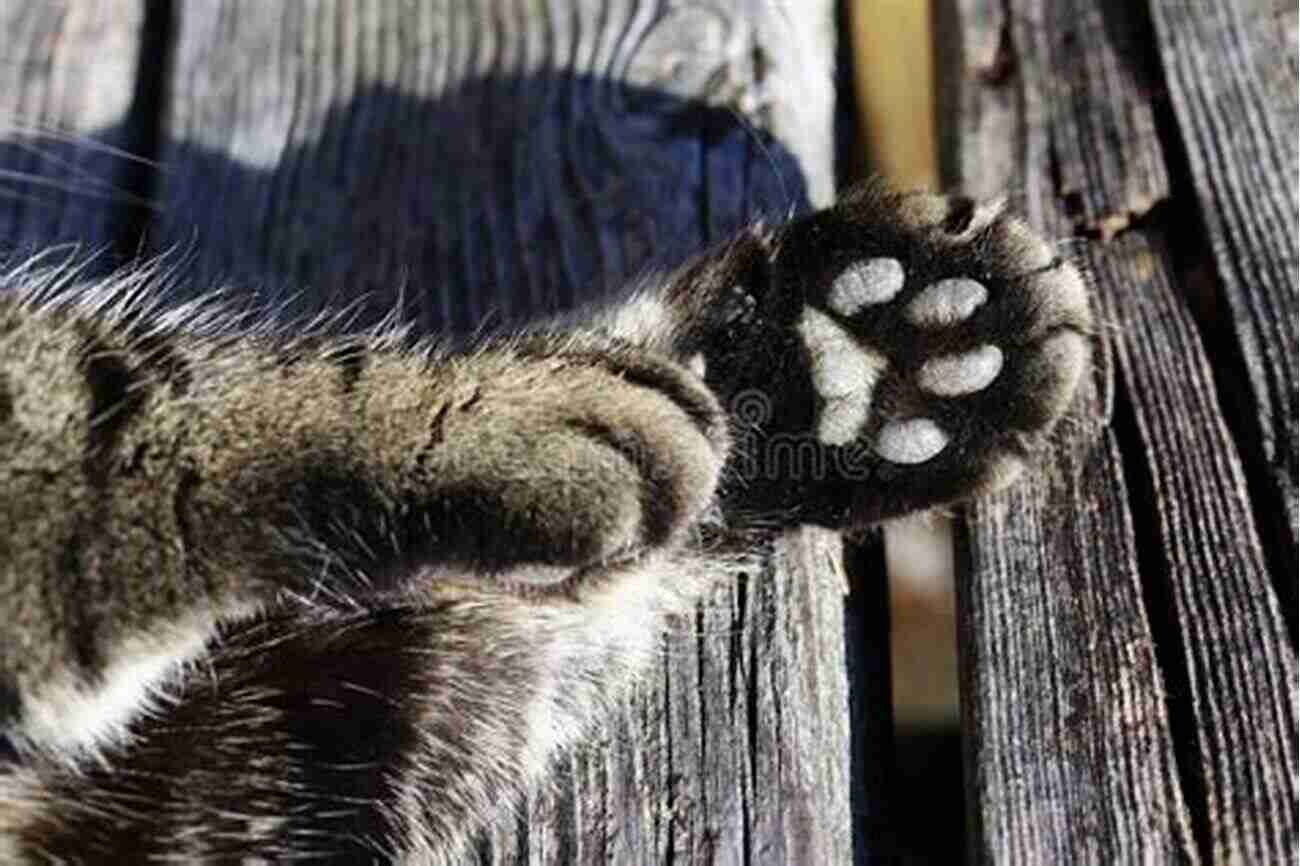 Cat Paws A Close Up Image Showcasing The Intricate Details And Cuteness Of A Cat's Paw The Cat Encyclopedia: The Definitive Visual Guide