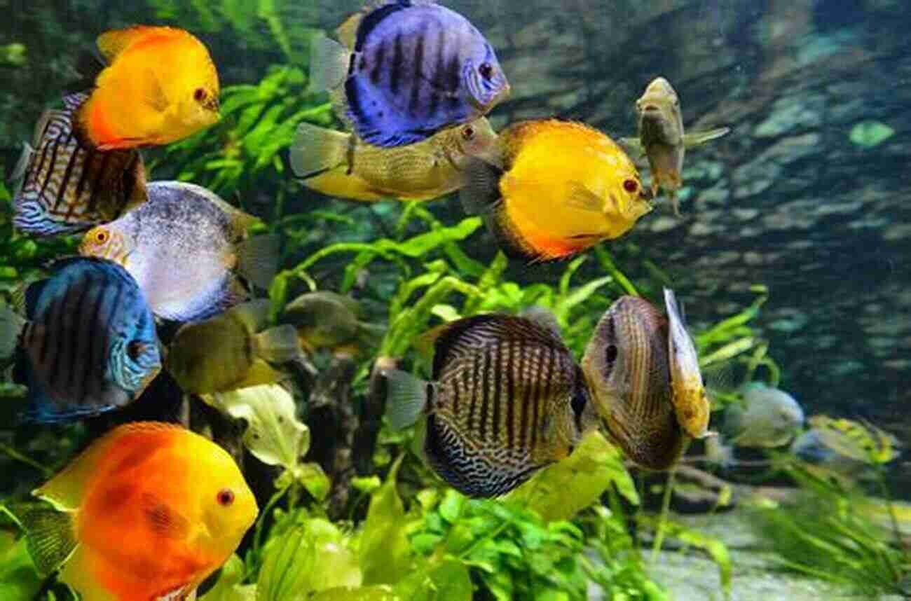 Choosing The Perfect Fish For Your Tropical Aquarium Seriously Fishy: A No Nonsense Beginners Guide To Your First Tropical Aquarium