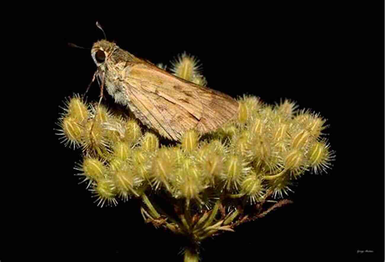 Close Up Of A Beautiful Moth Resting On A Branch Much Ado About Mothing: A Year Intoxicated By Britain S Rare And Remarkable Moths