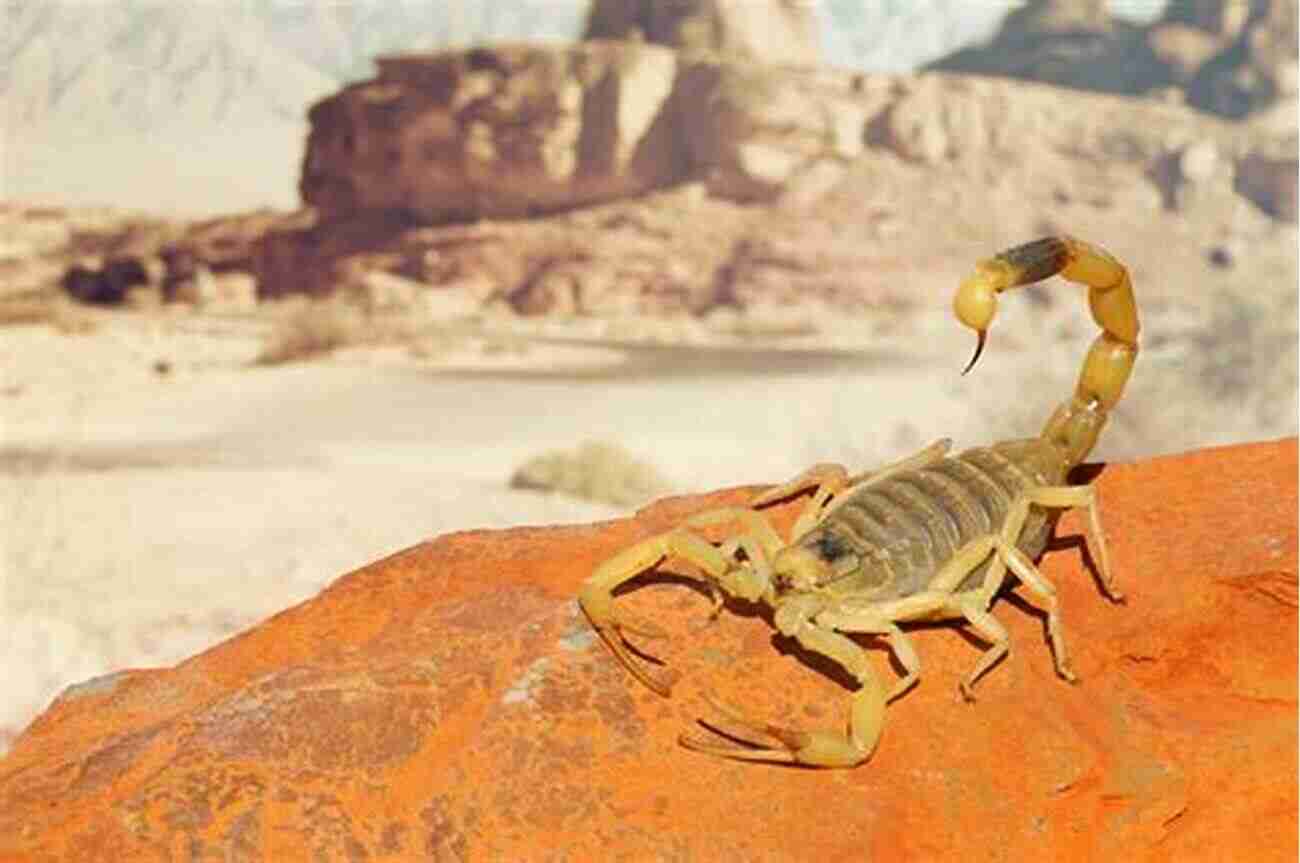 Close Up Of A Scorpion Resting On A Rock In The Desert Scorpions: Plus Other Popular Invertebrates (The Herpetocultural Library)