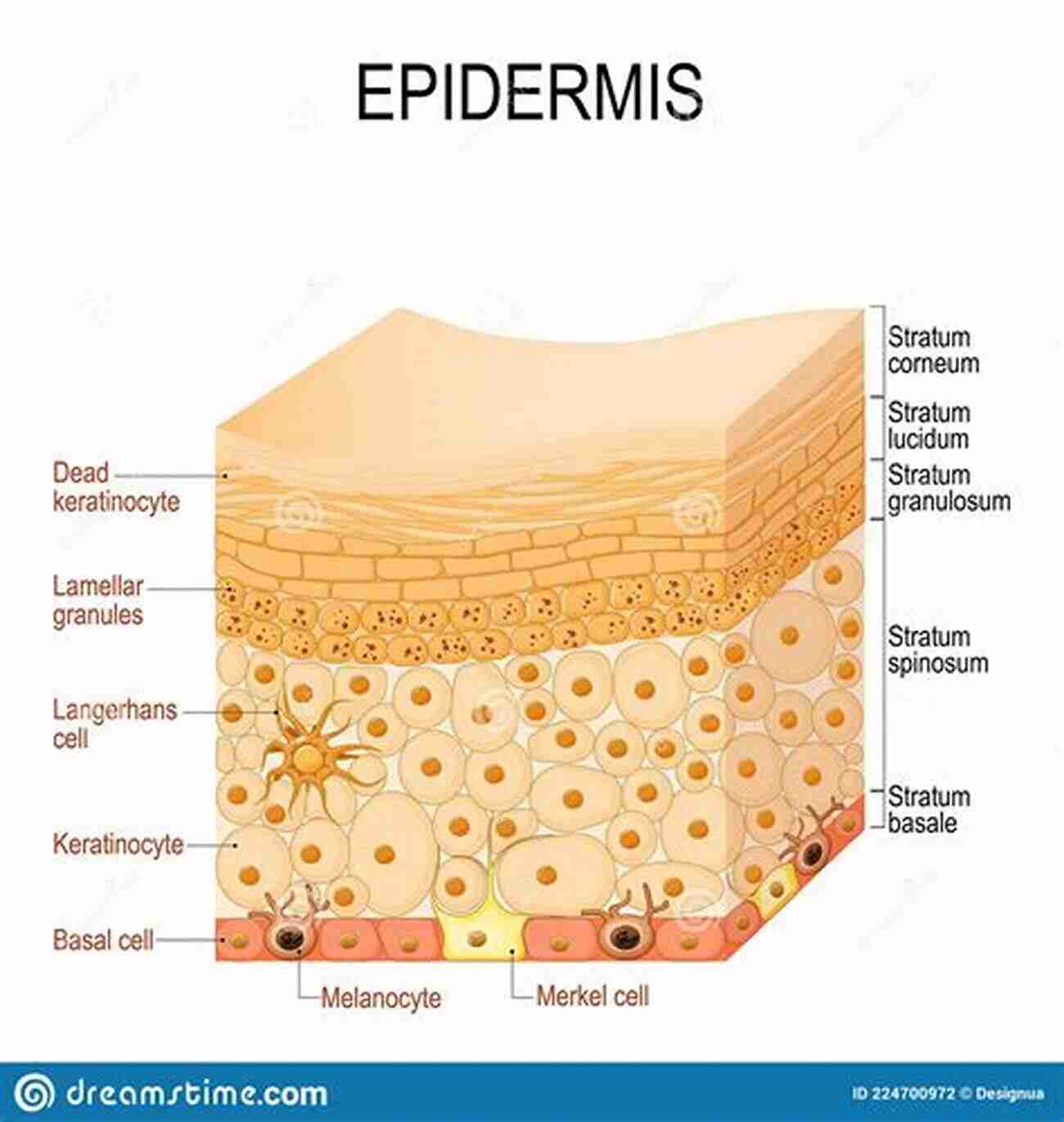 Close Up Of The Epidermis THE SKIN AND OTHER LAYERS