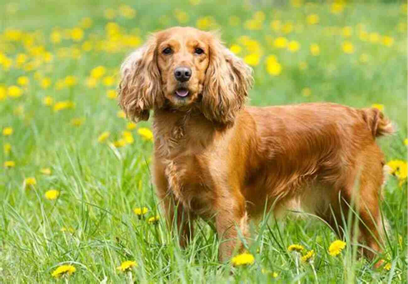 Cocker Spaniel The Cocker Spaniel Handbook: The Essential Guide For New Prospective Cocker Spaniel Owners (Canine Handbooks)