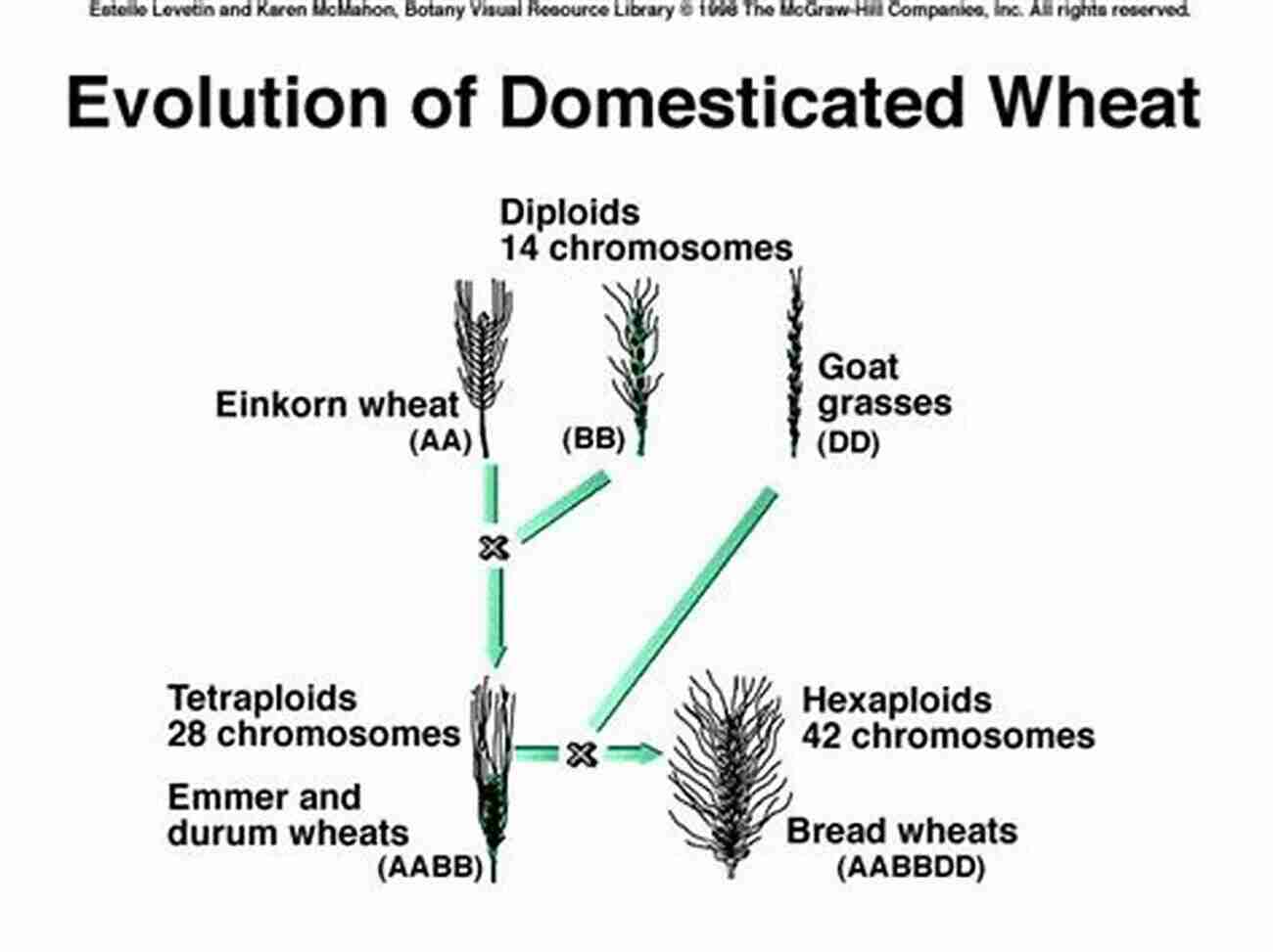 Crop Production Evolution Throughout History: From Traditional Farming Methods To Modern Agricultural Technology Crop Production: Evolution History And Technology