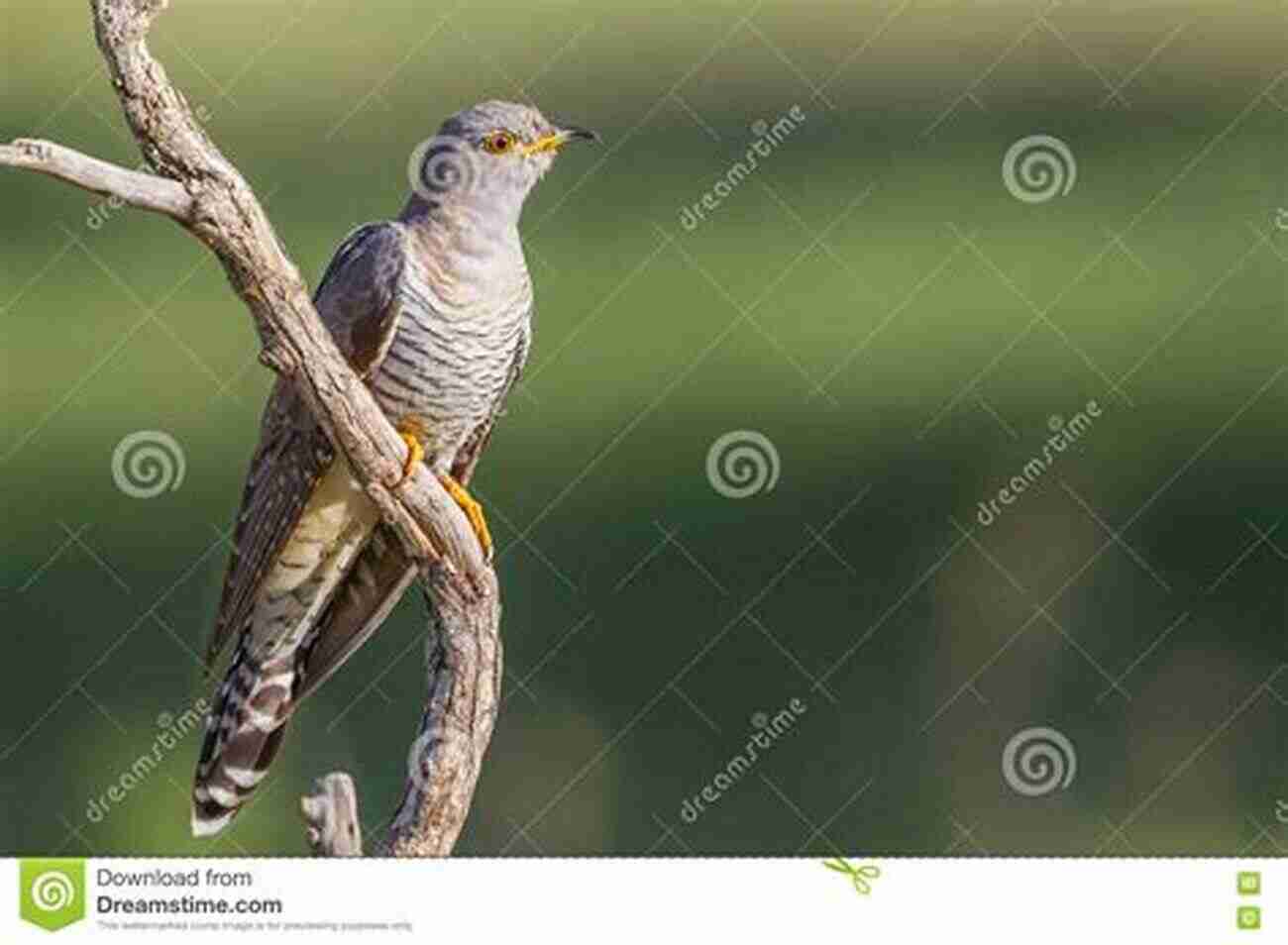 Cuckoo Bird Perched On A Branch Cuckoos Of The World (Helm Identification Guides)