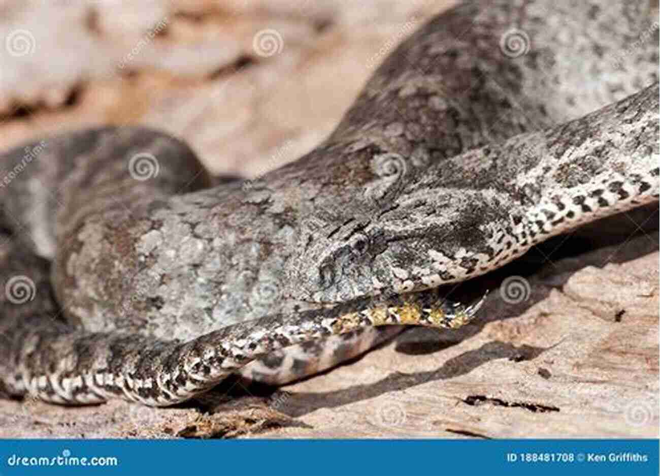 Death Adder With Its Tail Raised As A Lure Snakes That Slither: Fun Facts About Snakes Of The World: Snakes For Kids Herpetology (Children S Zoology Books)