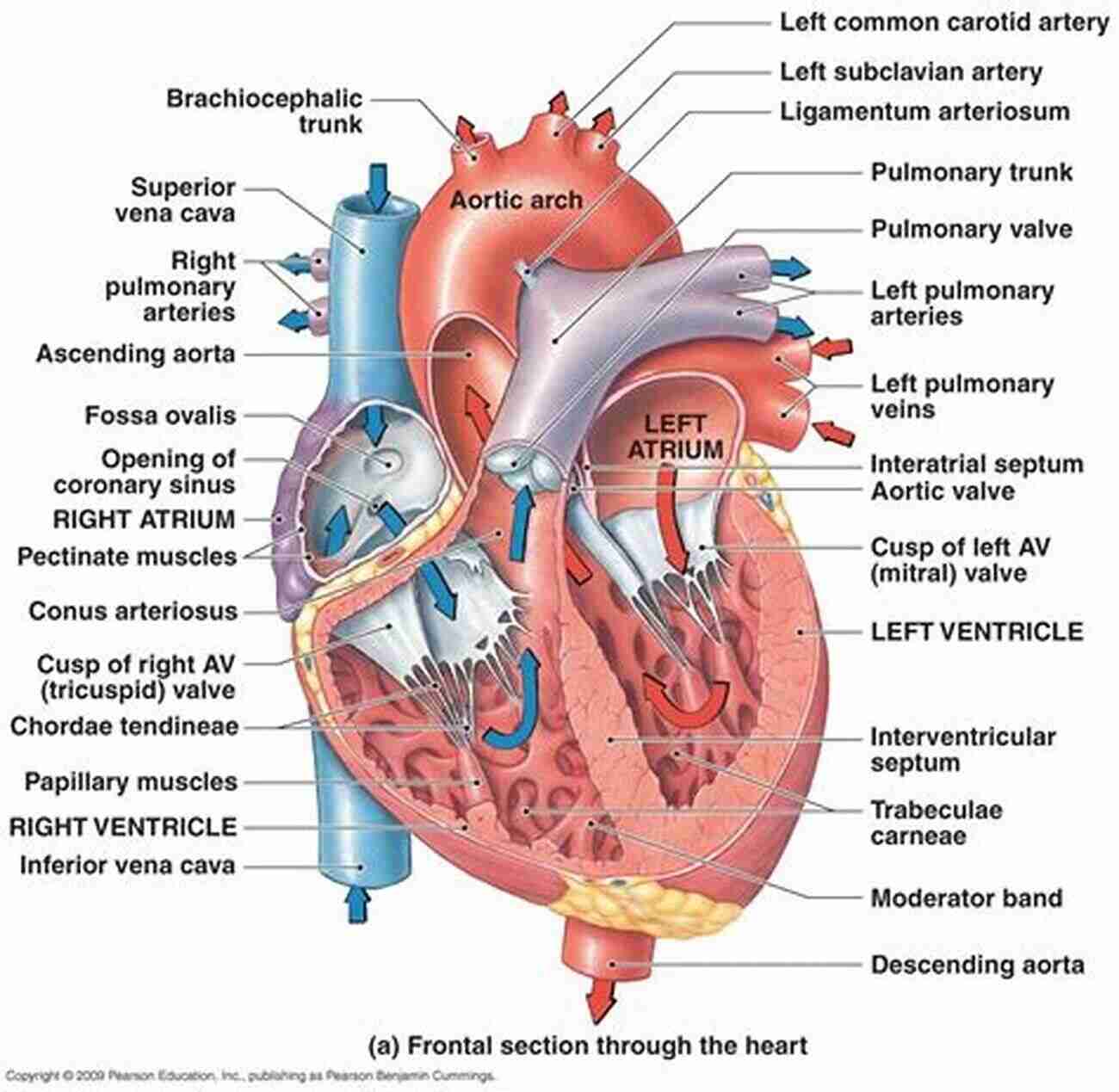 Detailed Diagram Of The Heart's Structure Complex Structure And Dynamics Of The Heart (Springer Theses)