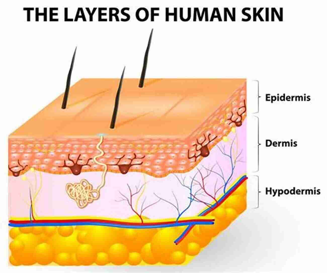 Different Layers Of The Skin: Epidermis, Dermis, And Hypodermis THE SKIN AND OTHER LAYERS