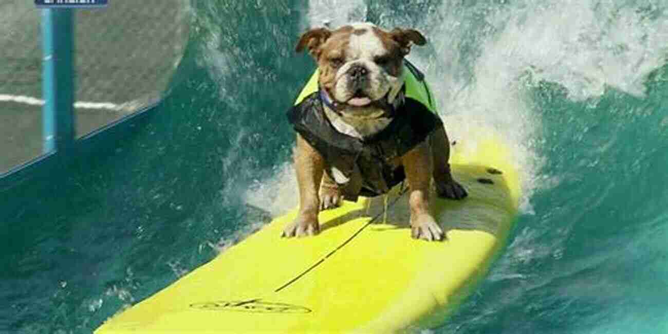 Dog Surfing At Bark In The Park North Carolina Coast A Bark In The Park North Carolina Coast: The 20 Best Places To Hike With Your Dog (Hike With Your Dog Guidebooks)