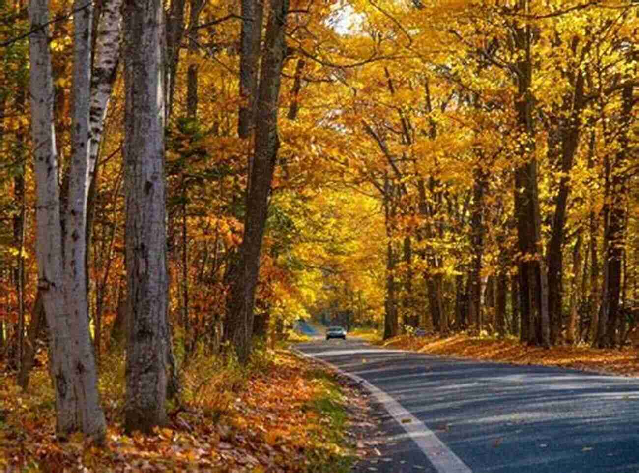 Driving Through A Tunnel Of Colorful Autumn Trees Breath Of Joy: Ah Autumn