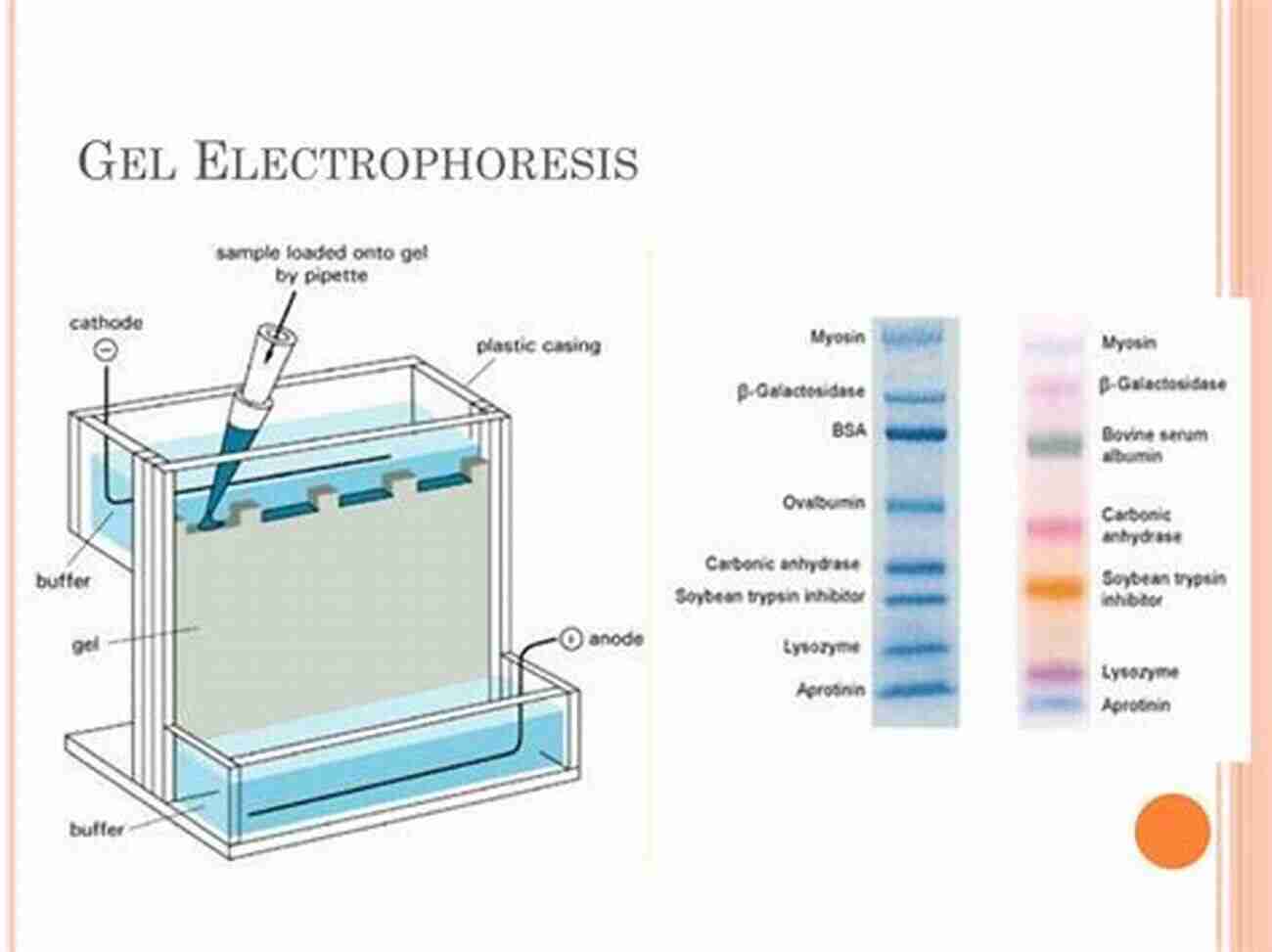 Electrophoresis Ultracentrifugation In Action Interacting Macromolecules: The Theory And Practice Of Their Electrophoresis Ultracentrifugation And Chromatography (Molecular Biology: An International Of Monographs And Textbooks)