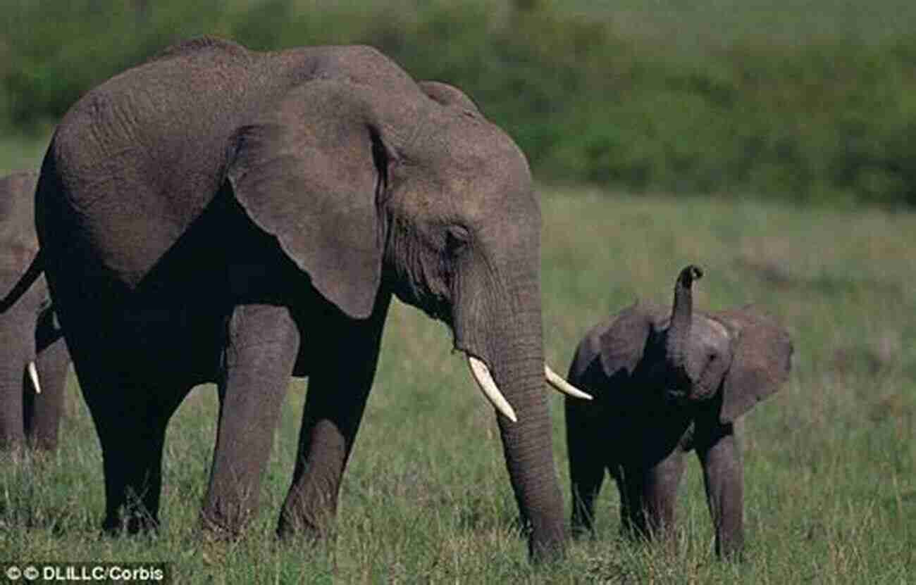 Elephants Communicating Through Deep Rumbles Tales Of Two Species: Essays On Loving And Living With Dogs