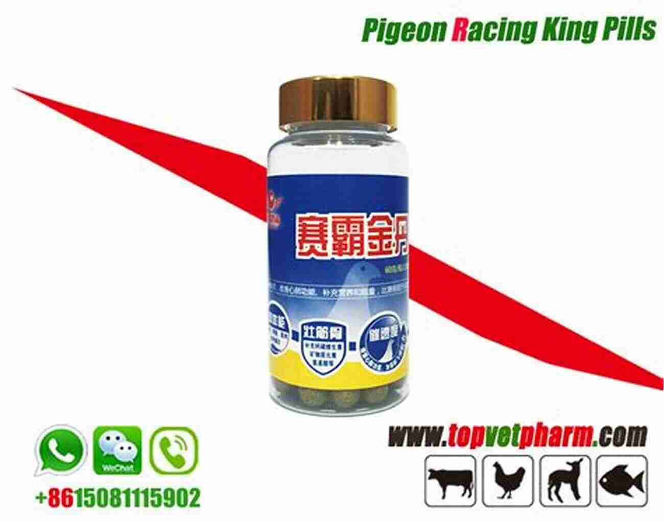 Ensuring Optimal Health For Racing Pigeons Racing Pigeons Racing Pigeons Guide Racing Pigeons Breeds Feeding Loft Health Racing Training Systems Record Keeping