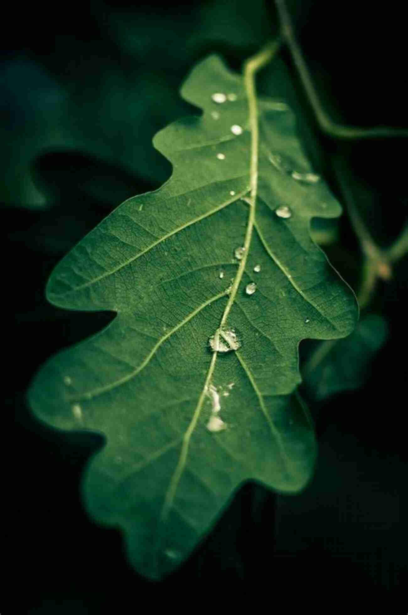 Euphoria Of The Rain Raindrops Falling On A Tranquil Lake, Creating Ripples That Reflect The Surrounding Trees. MY POEMS Eric Luper