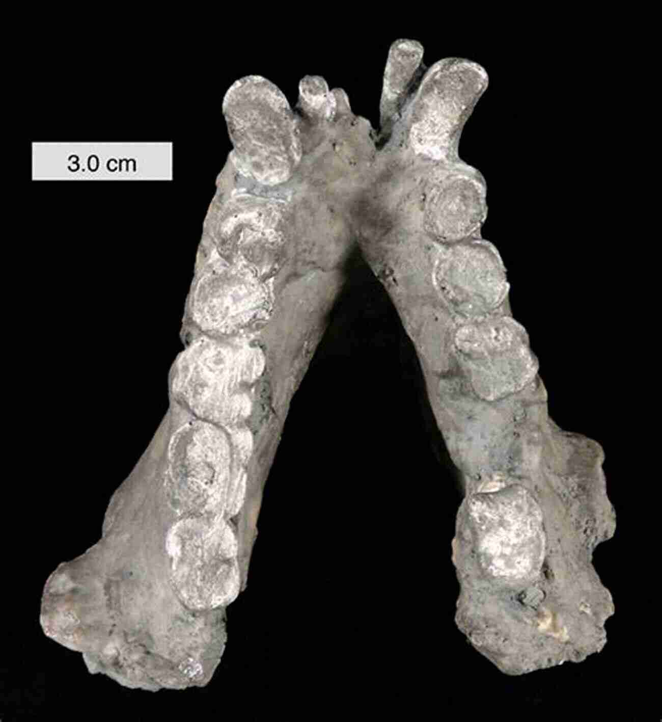 Gigantopithecus Mandible Fossil TRUE GIANTS: Is Gigantopithecus Still Alive?