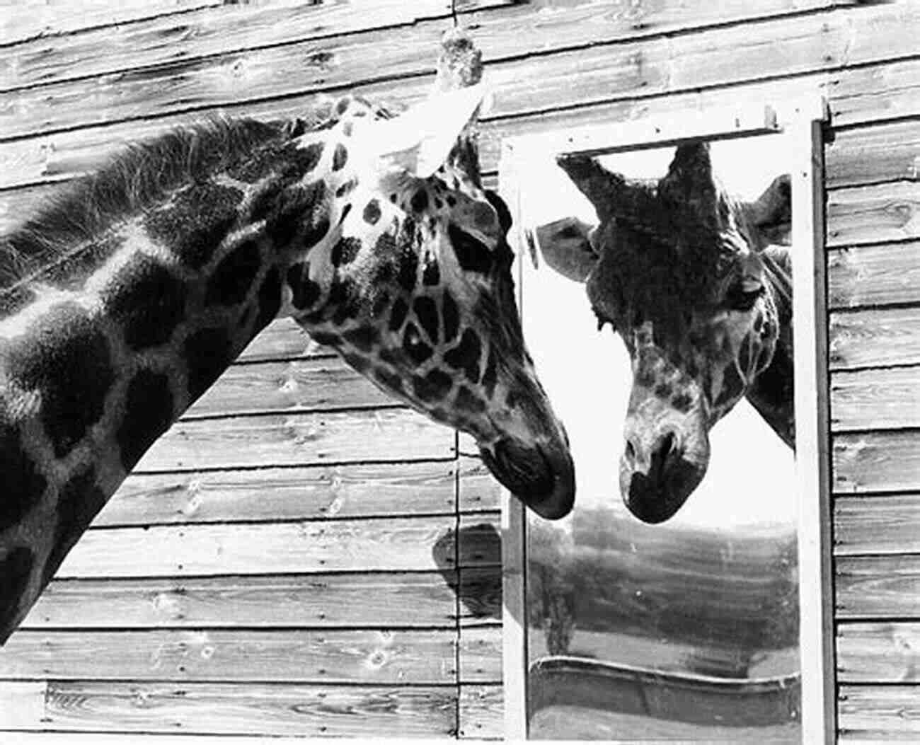 Gigi, The Giraffe, Gazing Up At The Eiffel Tower In Awe A Giraffe Goes To Paris