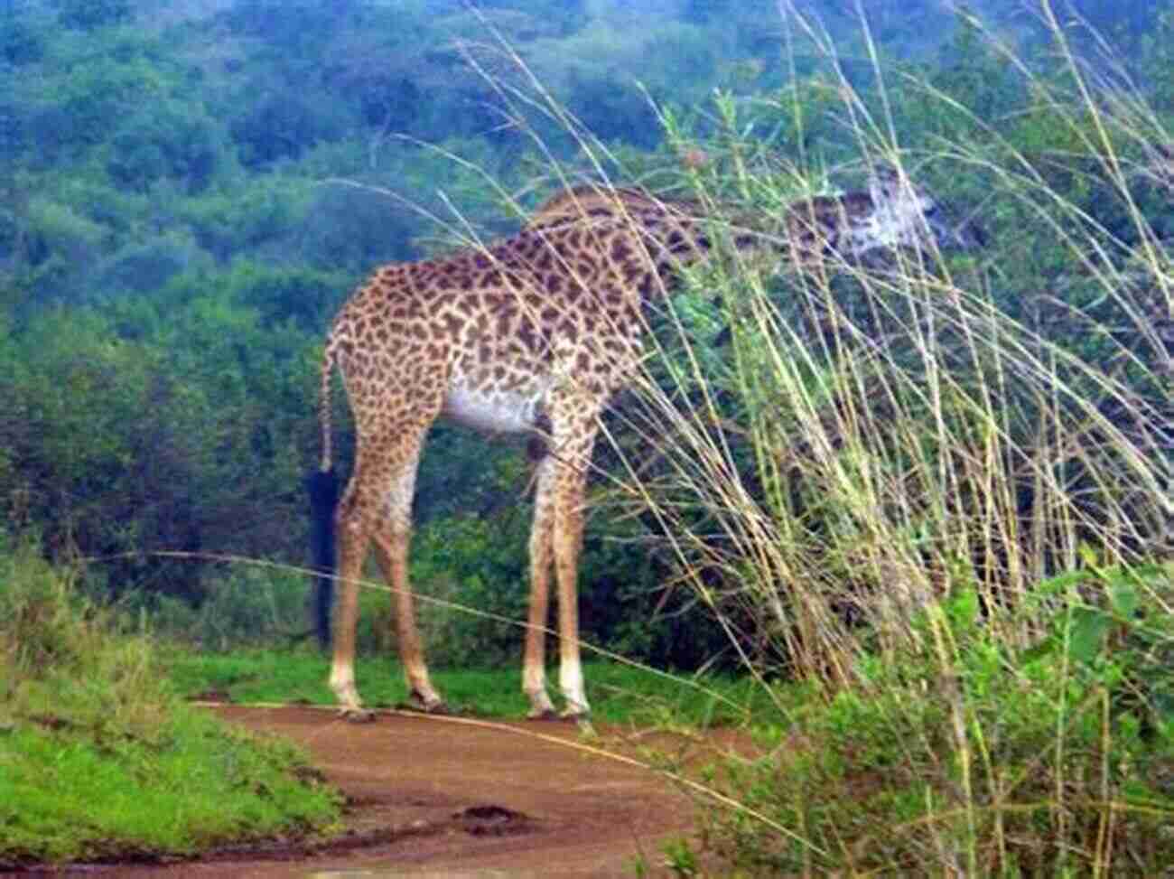 Gigi, The Giraffe, Looking Majestic In The African Savannah A Giraffe Goes To Paris